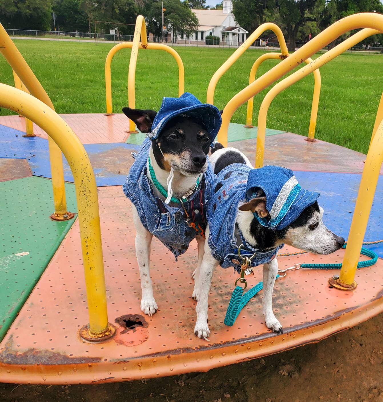 Personalize Pet hats, Blue Jean Pet Hat, Blue Jean Dog hat, Blue jean cat hat, pet hats, dog hats, cat hats, hats for dogs, hats for cats