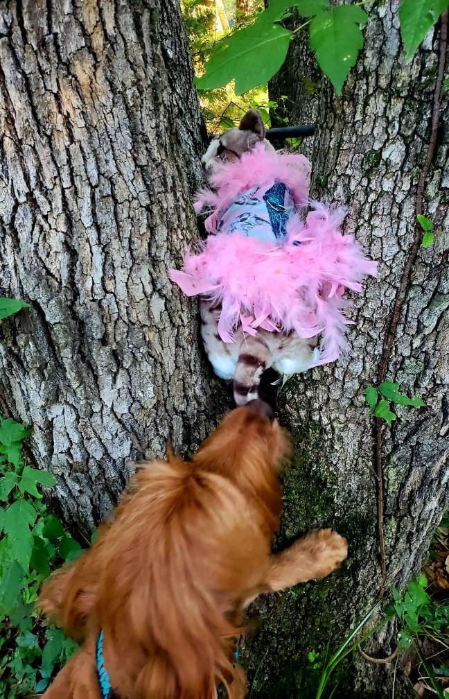 Cat Harness, Cat print shirt, Cat dress, cat feather harness, cat feather dress, pet harness, cat clothing, pet dress, dog harness