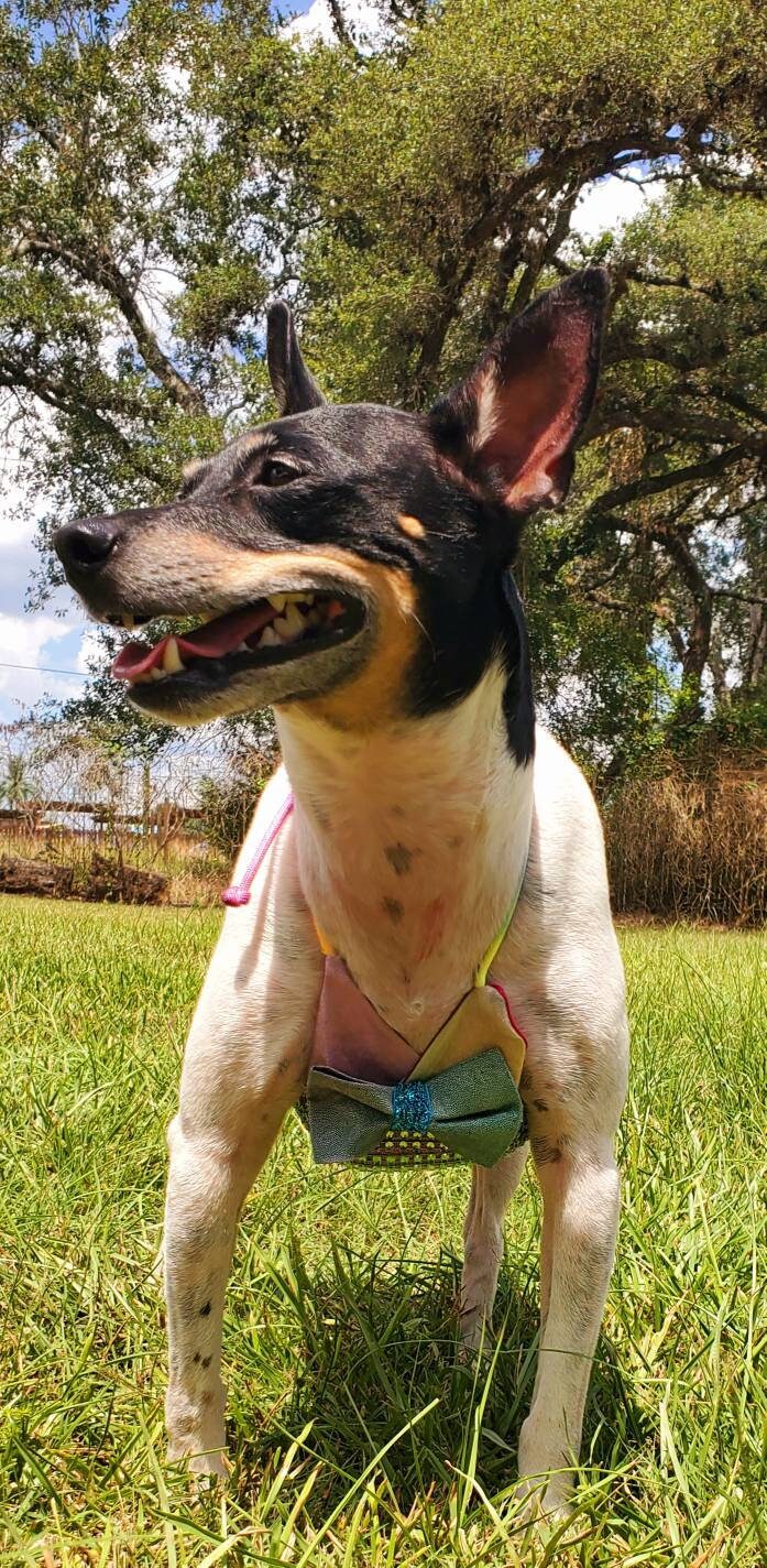 Pet Bedazzled Pet Bathing Suit, Pet string bikini, dog bathing suit, pet bikini, dog bikini, cat bikini, Irradescen bikini, triangle pet bikini
