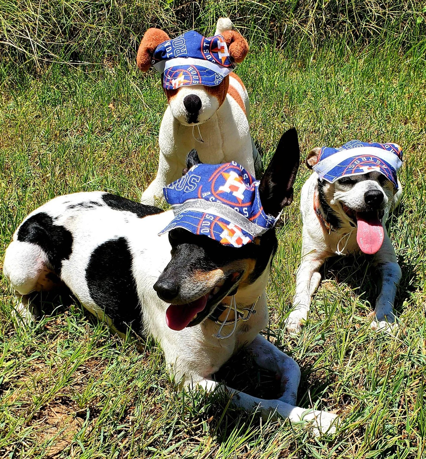 Houston Astro Pet Hat, Astros dog hat, Astros cat hat, Astros Pet cap, Houston Astro Pet apparel, Astro Pet clothes, Pet Hats, Sports Hat