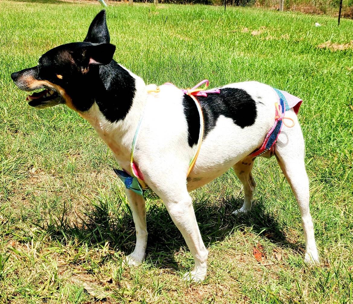Pet Bedazzled Pet Bathing Suit, Pet string bikini, dog bathing suit, pet bikini, dog bikini, cat bikini, Irradescen bikini, triangle pet bikini