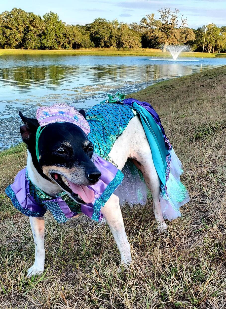 Mermaid Pet Costume, Pet Mermaid Costume, Little Mermaid Pet Costume, Mermaid dog Costume, Mermaid cat Costume, Halloween Pet costume