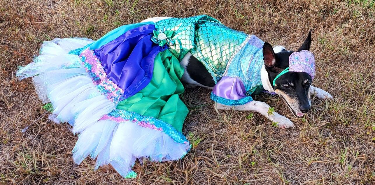 Mermaid Pet Costume, Pet Mermaid Costume, Little Mermaid Pet Costume, Mermaid dog Costume, Mermaid cat Costume, Halloween Pet costume