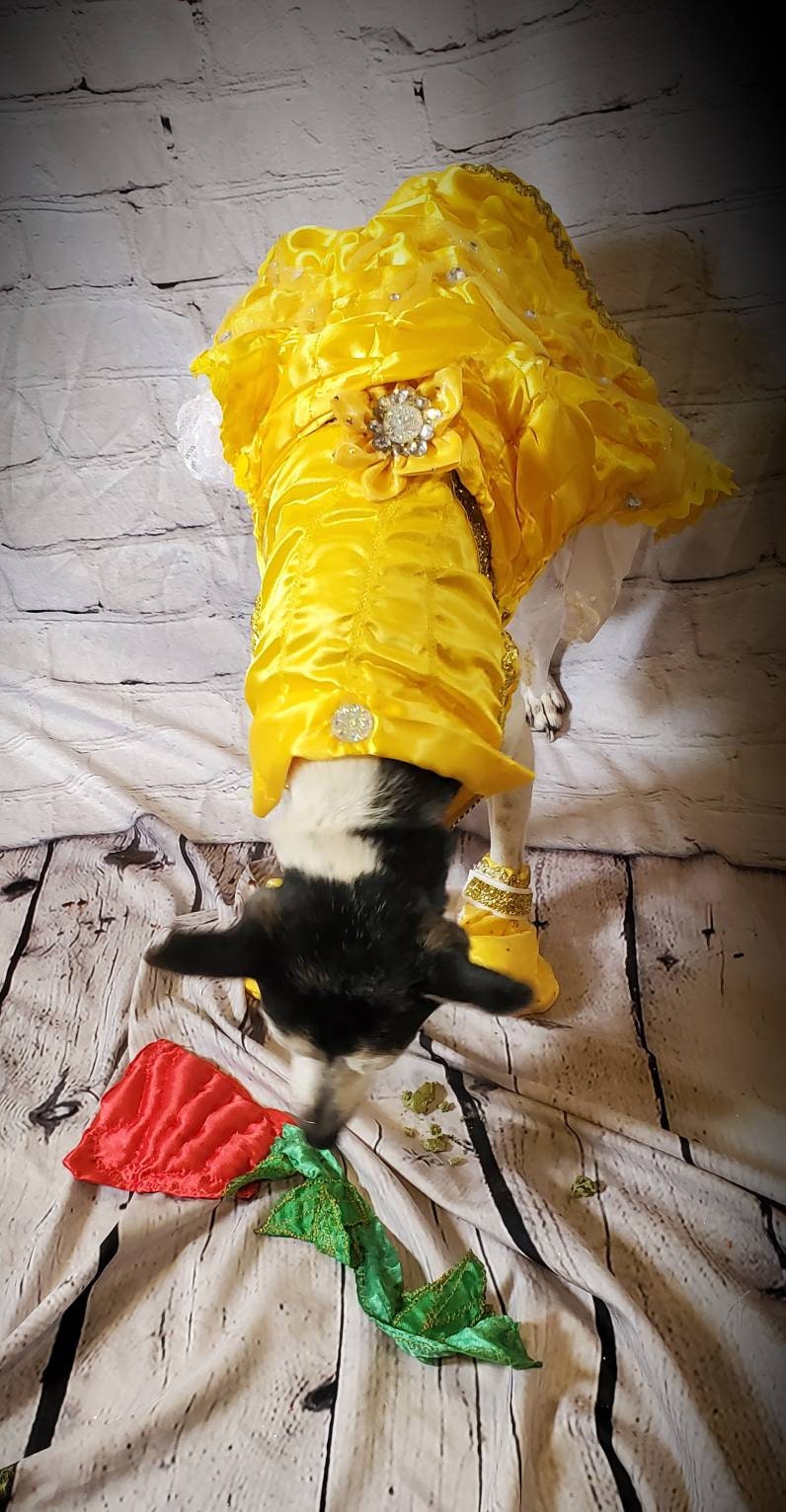 Pet Belle Costume, Beauty and the Beast Pet Costume, Belle dog costume, Belle cat costume, Disney princess Pet, Halloween Pet costume