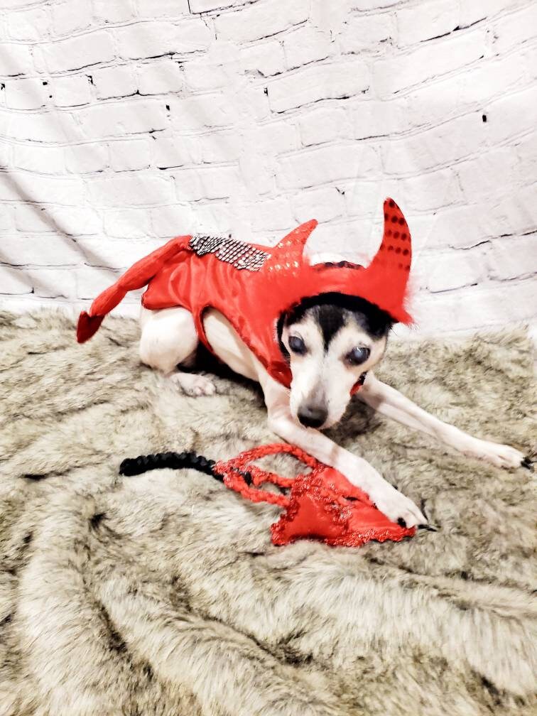 Devil male Pet Costume, Devil Pet Harness, Devil dog Costume, Devil Cat Costume, Halloween Devil Costume, Halloween Pet Costume, Diablo Pet