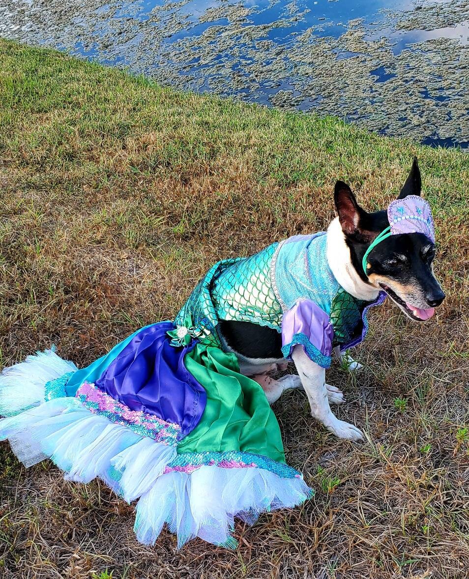 Mermaid Pet Costume, Pet Mermaid Costume, Little Mermaid Pet Costume, Mermaid dog Costume, Mermaid cat Costume, Halloween Pet costume