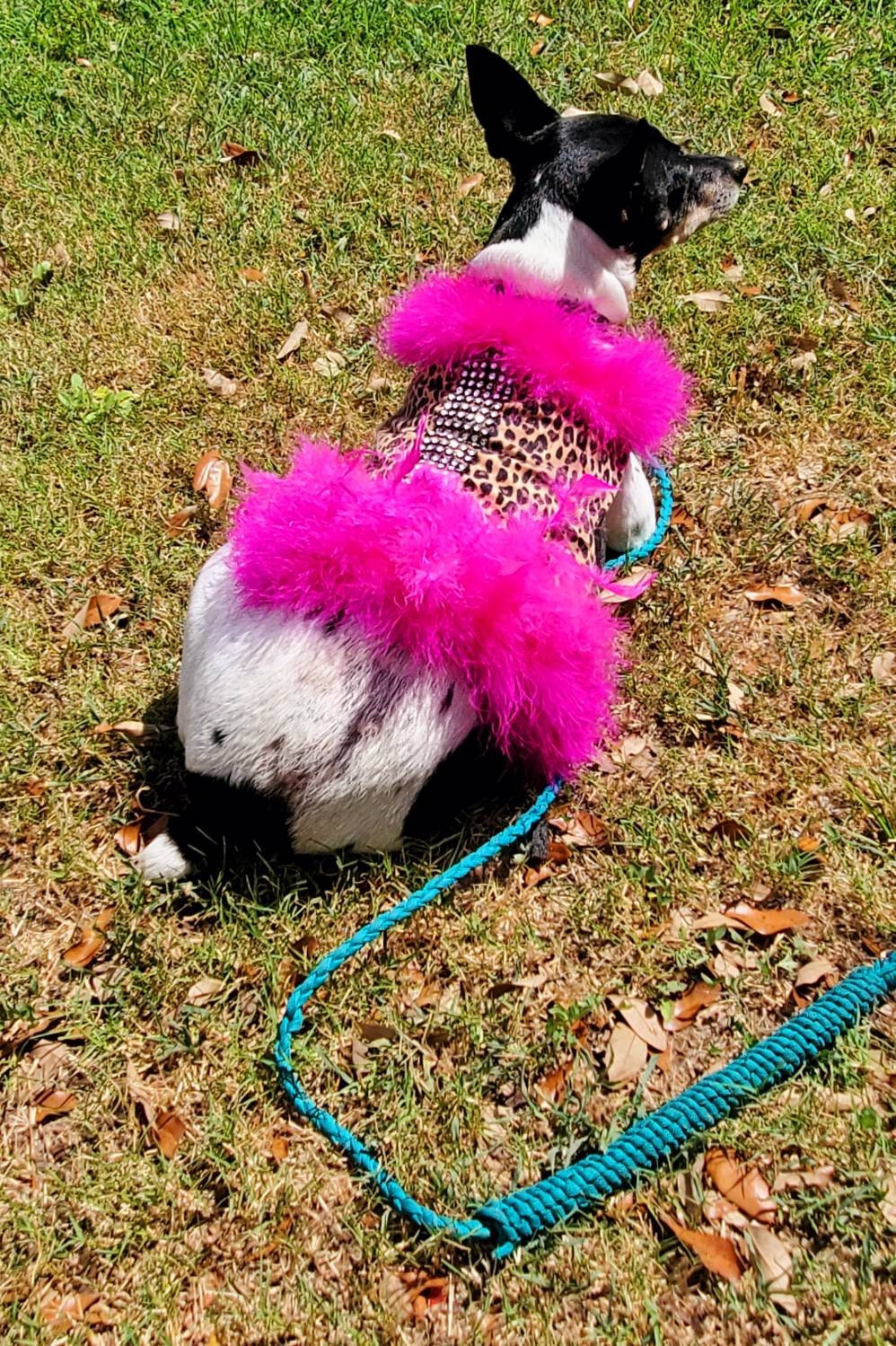 Leopard Feather Pet Jacket, leopard feather cat Jacket, leopard feather dog jacket, feather pet jacket, feather dog jacket, dog costume