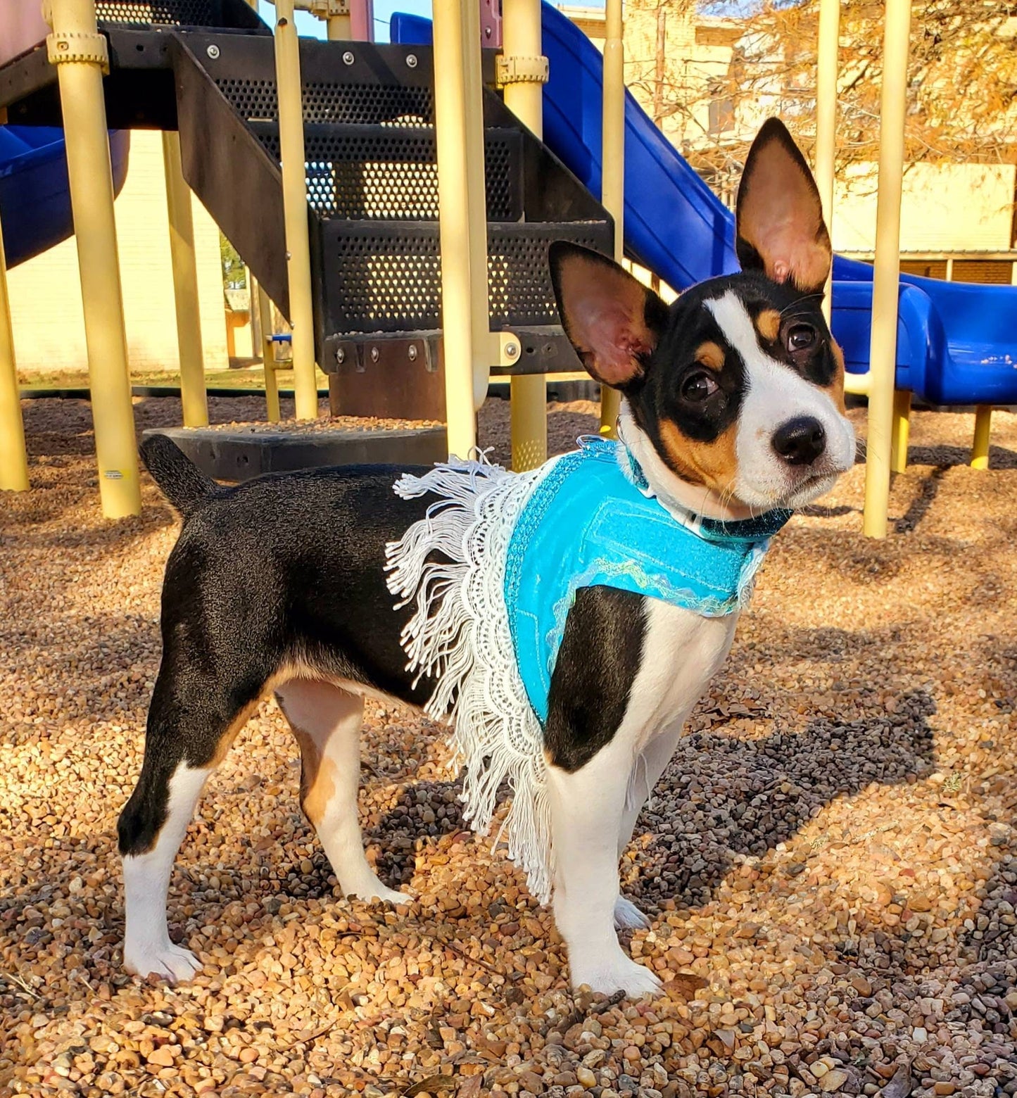 Pet harness dress, harness with skirt, female pet harness, cat harness, dog harness, pet dress with d ring, dress harness, dog harness dress