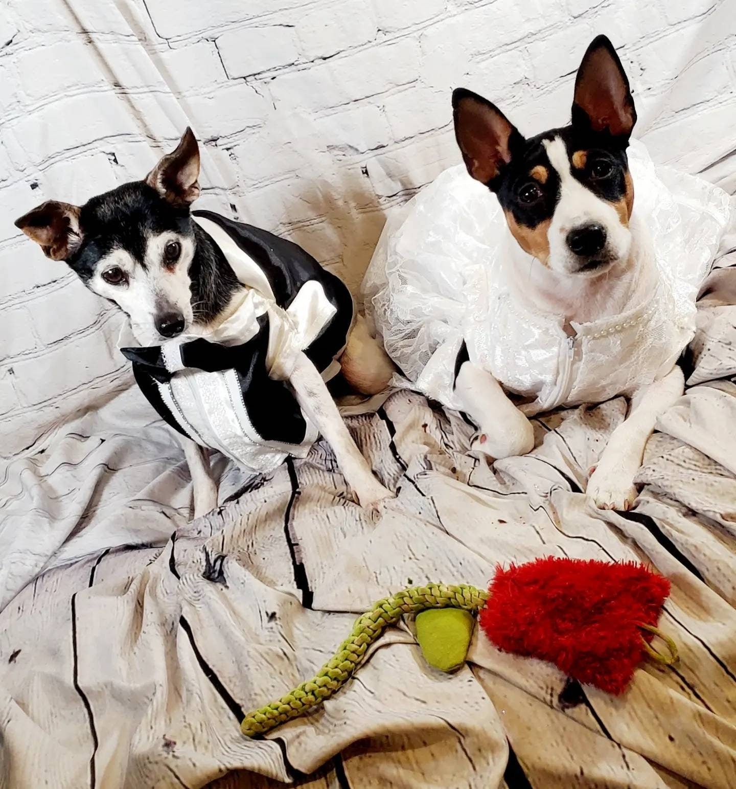 Flower dog and ring bearer set, flower cat dress, flower Pet dress, wedding pet dress, tux pet, ring bearer, wedding costume, dog wedding