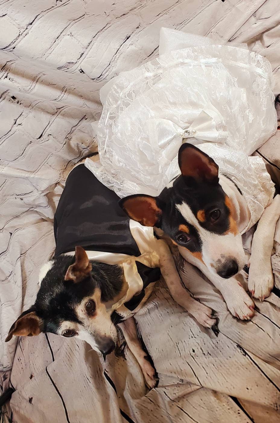 Flower dog and ring bearer set, flower cat dress, flower Pet dress, wedding pet dress, tux pet, ring bearer, wedding costume, dog wedding