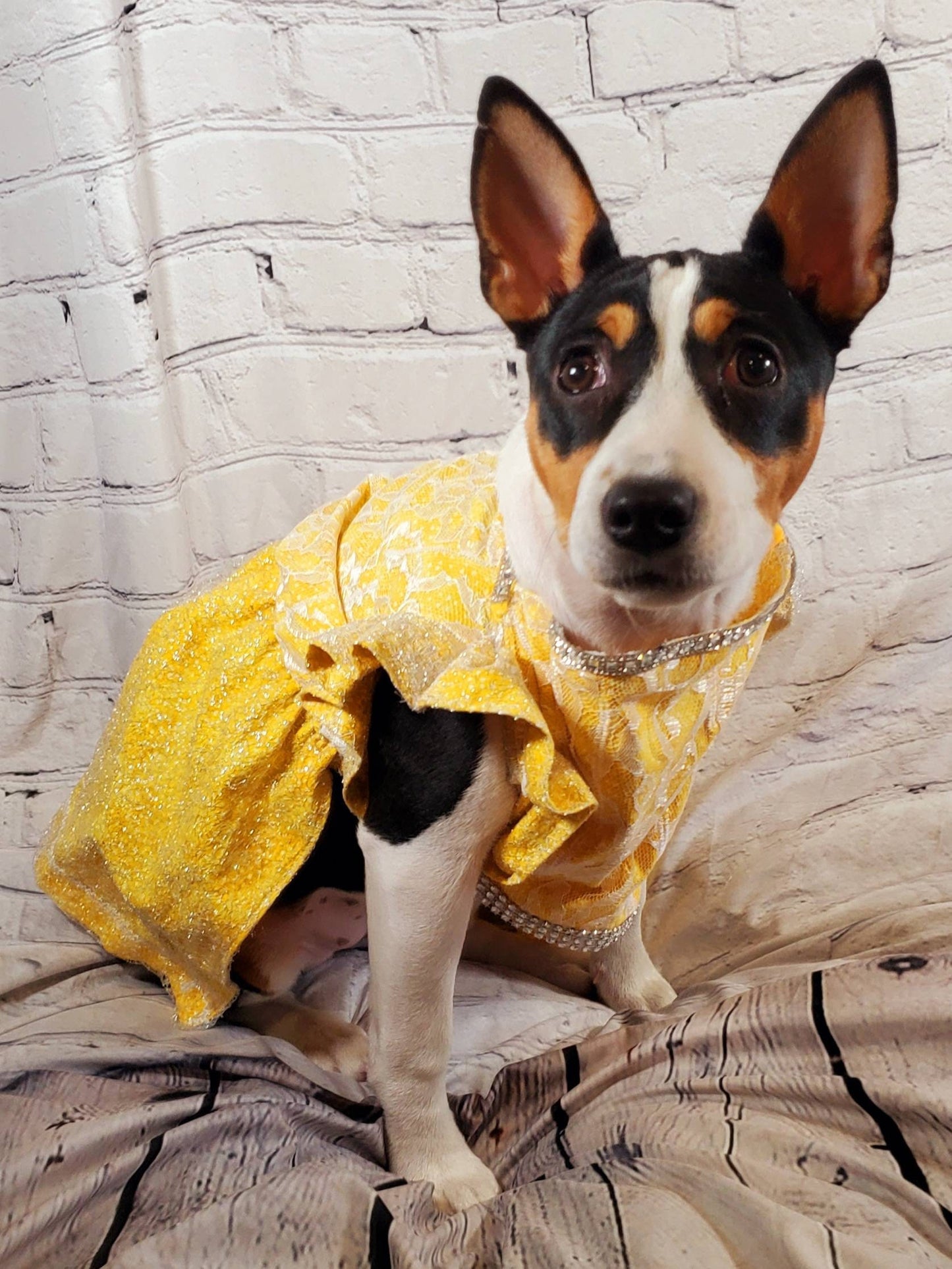 Lace mesh pet dress, yellow pet dress, lace dog dress, lace cat dress, mesh dog dress, pet sundress, dog dresses, polka dot pet dress