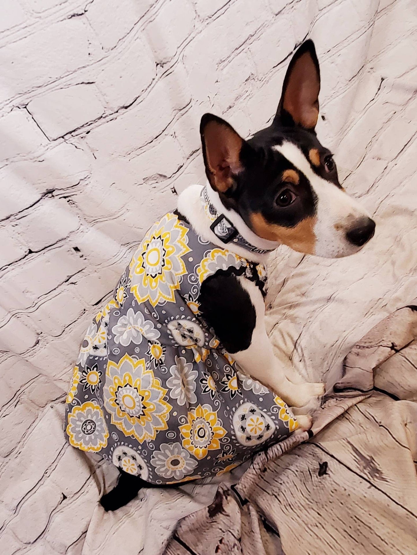 Flower Burst pet dress, flower Pet dress, flower cat dress, flower dog dress, dress collar combo, matching dress, dog sundress