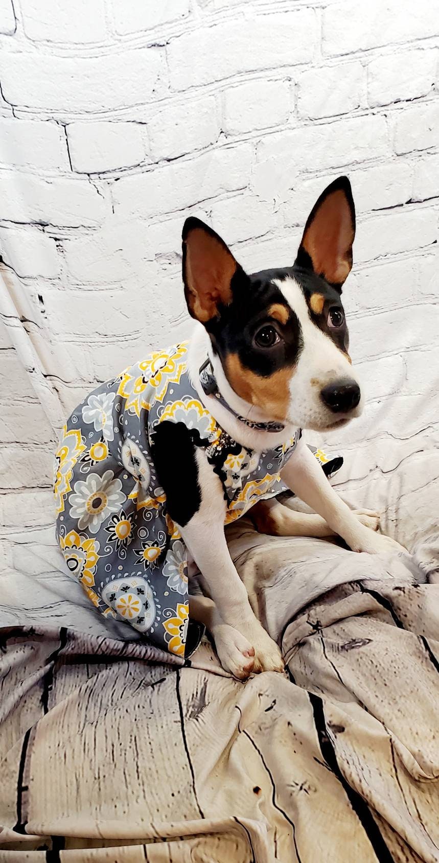 Flower Burst pet dress, flower Pet dress, flower cat dress, flower dog dress, dress collar combo, matching dress, dog sundress