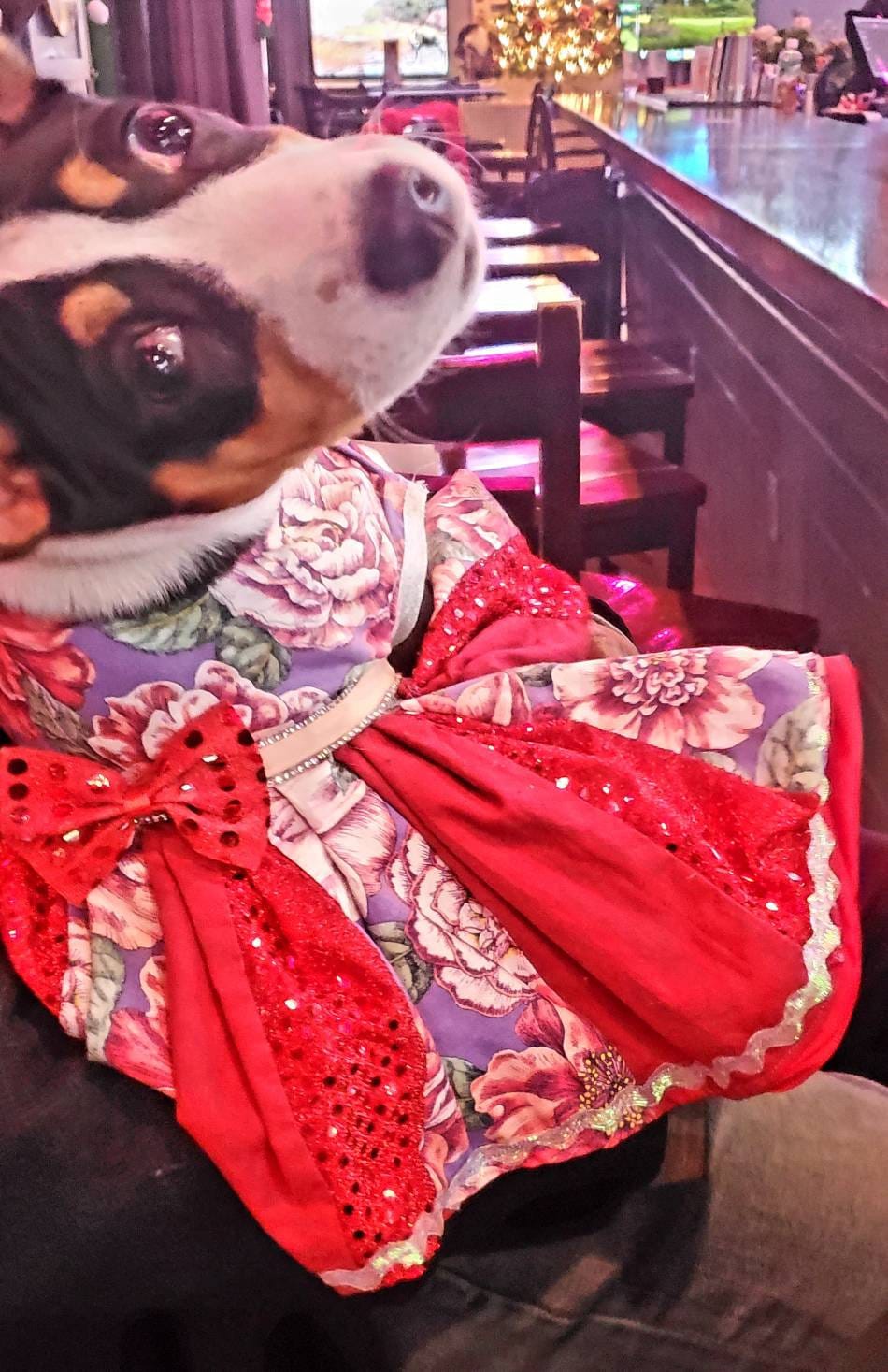 Flower purple pet dress, flower sequin Pet dress, special occasion pet dress, flower dog dress, fancy pet dress, bling dog dress, ruffle pet dress