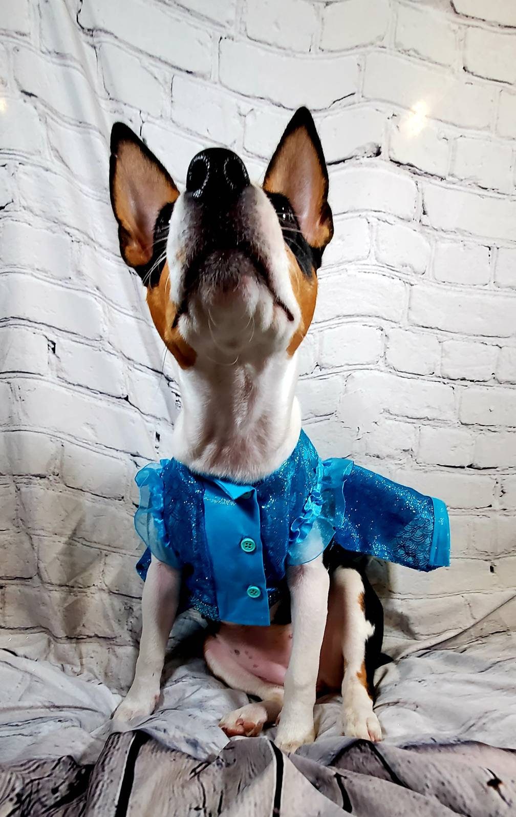 Mermaid blue pet dress, Mermaid dog dress, Irradescent per dress, glitter Pet dress, Cat dress, Dog dress, dress for pets, special occasion