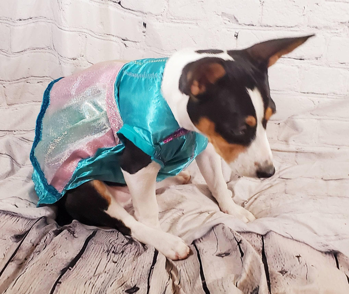 Teal satin rainbow pet dress, aqua rainbow dog dress, Irradescent rainbow dress, glitter Pet dress, Cat dress, Dog dress, special occasion