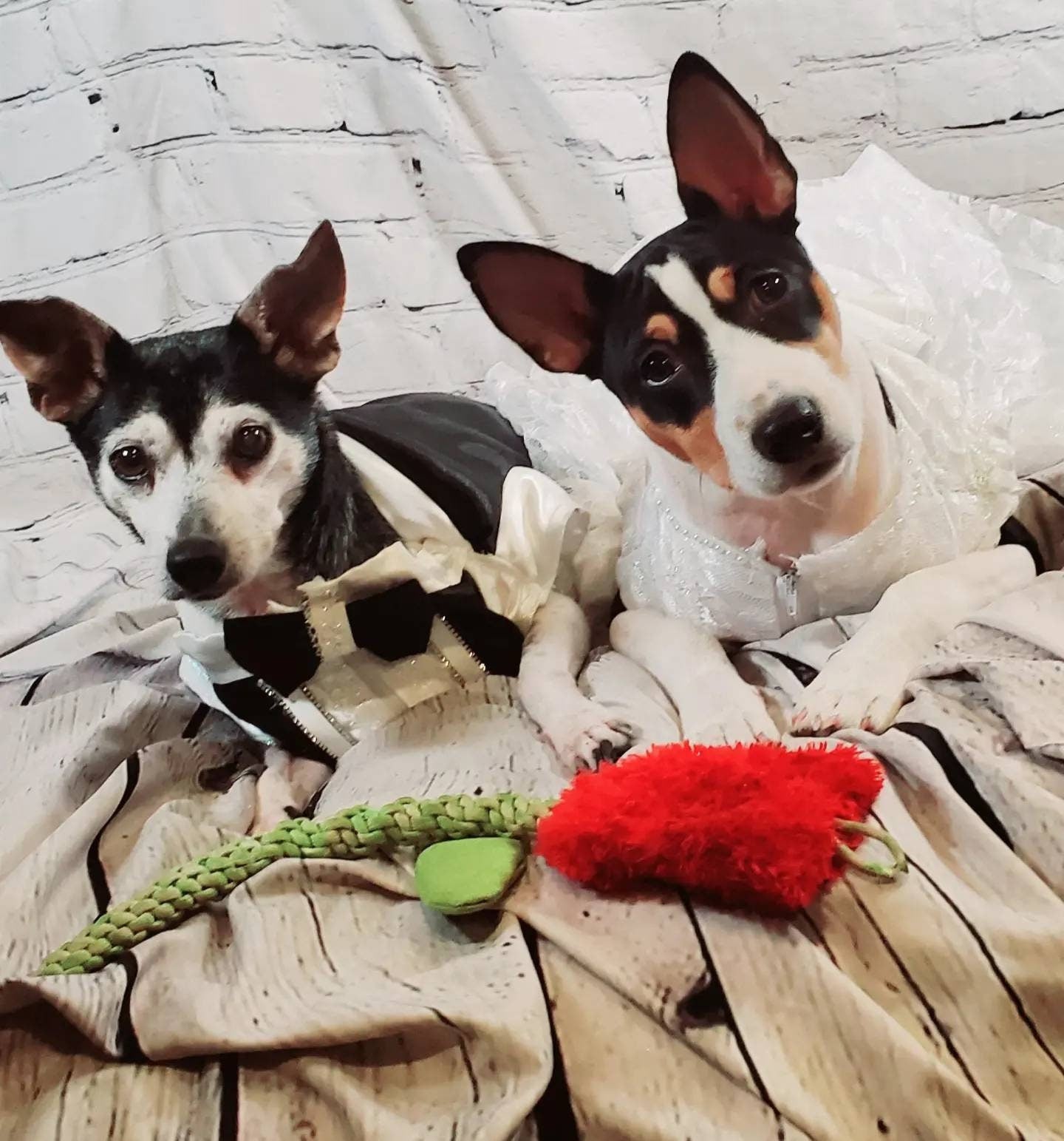 Flower dog and ring bearer set, flower cat dress, flower Pet dress, wedding pet dress, tux pet, ring bearer, wedding costume, dog wedding