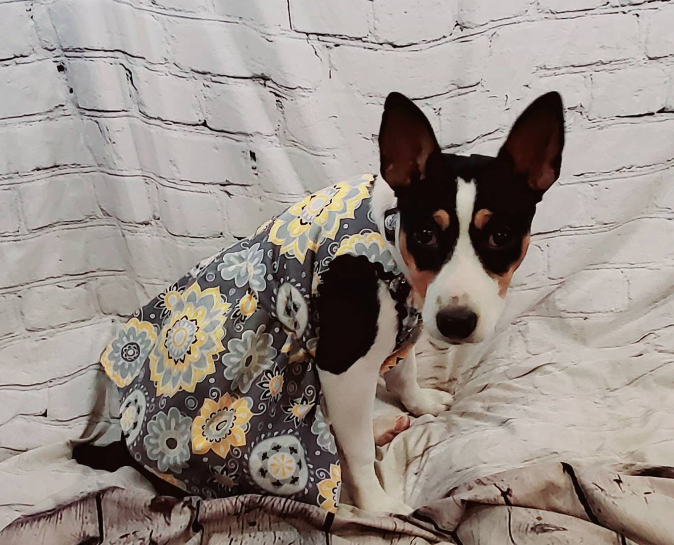 Flower Burst pet dress, flower Pet dress, flower cat dress, flower dog dress, dress collar combo, matching dress, dog sundress
