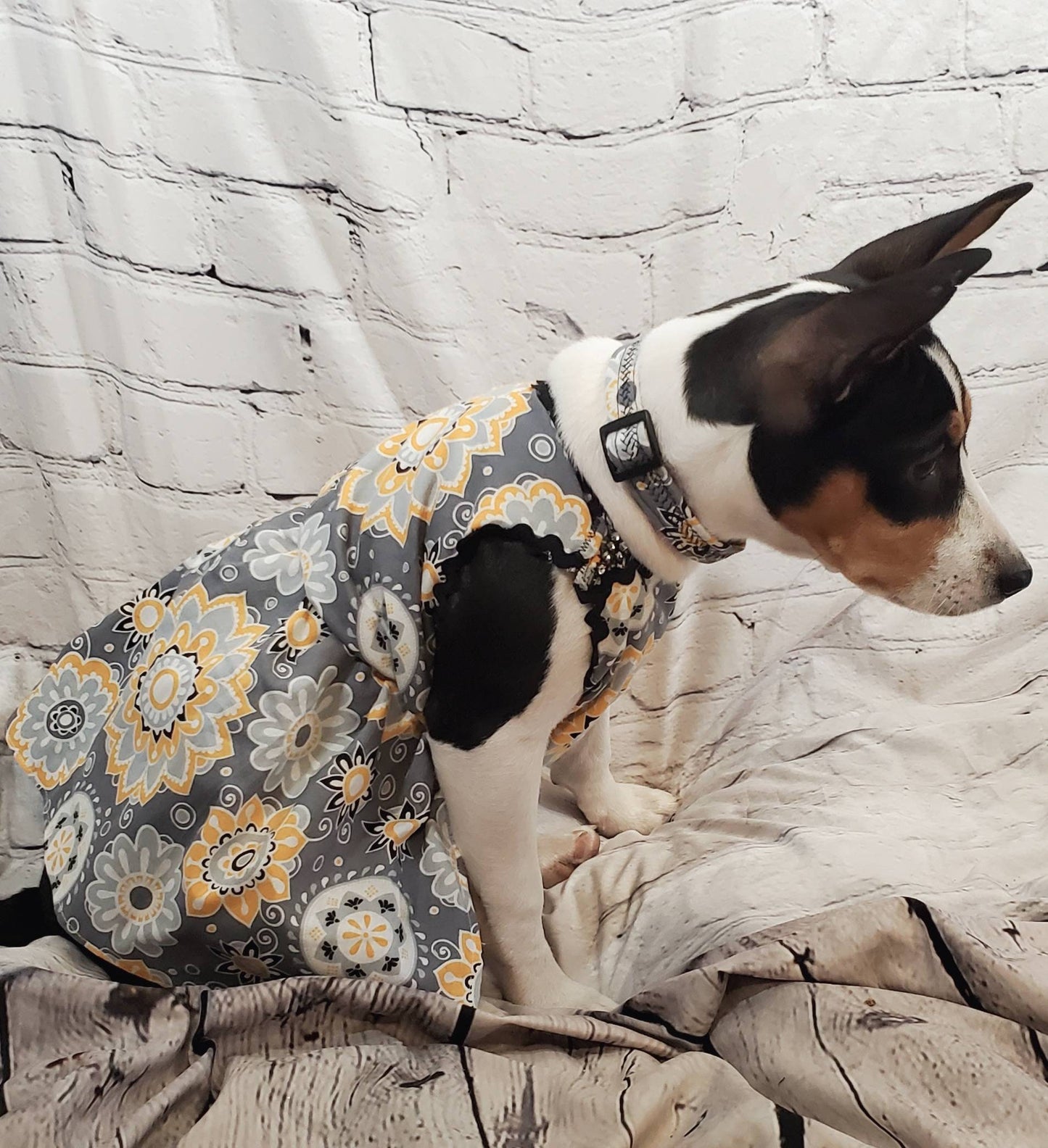 Flower Burst pet dress, flower Pet dress, flower cat dress, flower dog dress, dress collar combo, matching dress, dog sundress