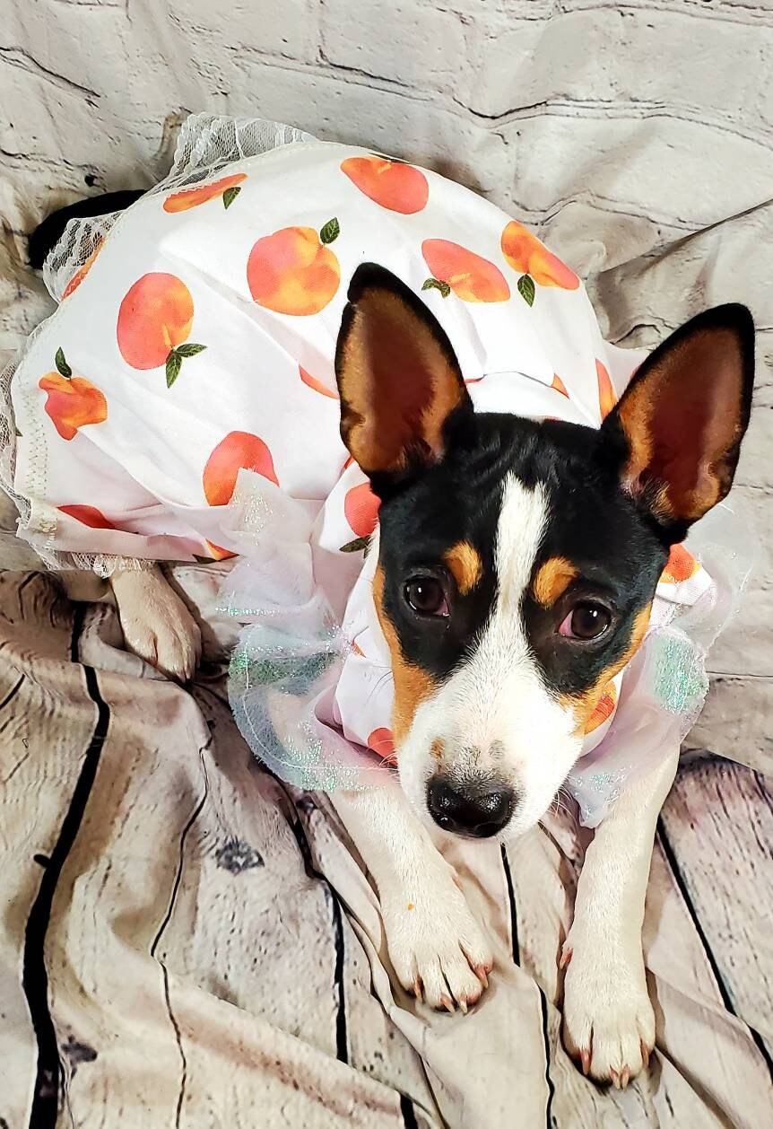 Peach Pet sleeve dress, peach Pet dress, peach cat dress, peach dog dress, peach cat dress, peach dog dress, pet dresses, peaches pet dress