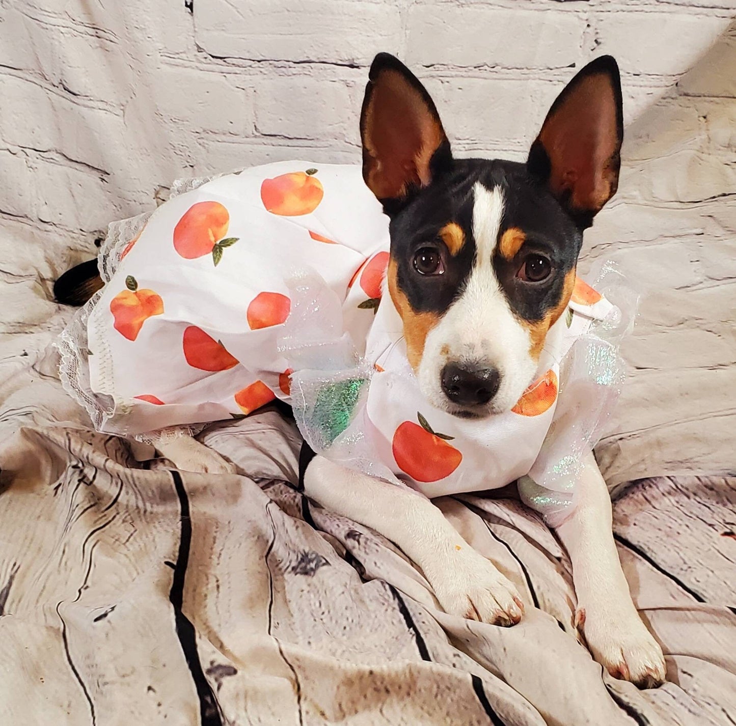 Peach Pet sleeve dress, peach Pet dress, peach cat dress, peach dog dress, peach cat dress, peach dog dress, pet dresses, peaches pet dress