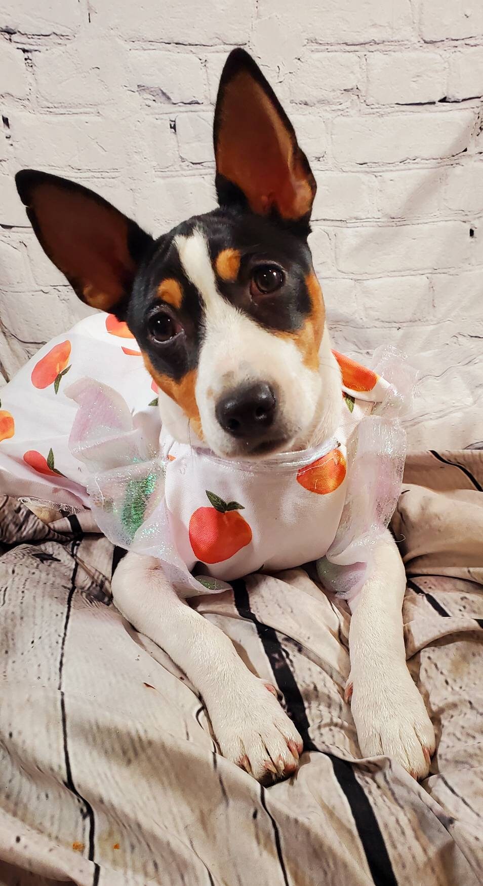 Peach Pet sleeve dress, peach Pet dress, peach cat dress, peach dog dress, peach cat dress, peach dog dress, pet dresses, peaches pet dress