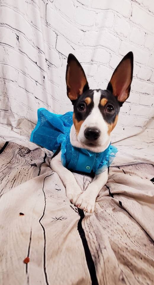 Mermaid blue pet dress, Mermaid dog dress, Irradescent per dress, glitter Pet dress, Cat dress, Dog dress, dress for pets, special occasion