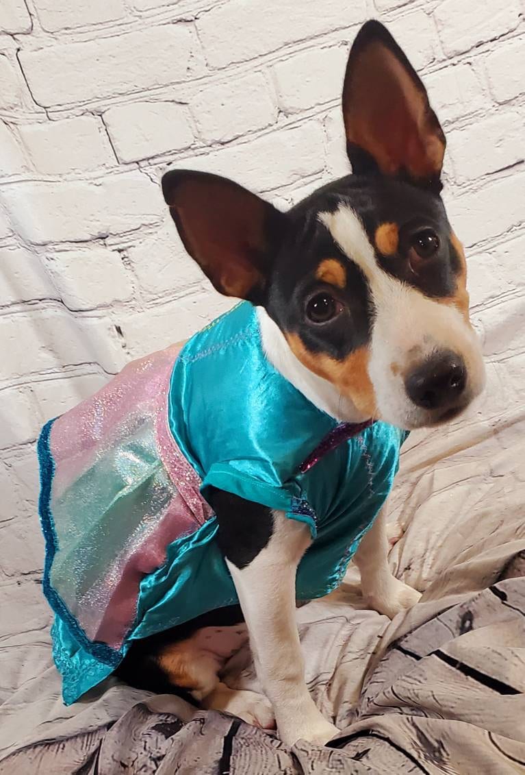 Teal satin rainbow pet dress, aqua rainbow dog dress, Irradescent rainbow dress, glitter Pet dress, Cat dress, Dog dress, special occasion