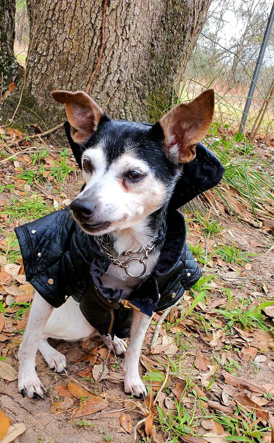 Pet leather jacket, pet personalized jacket, black pleather dog jacket, motorcycle pet jacket, bad to the bone pet jacket, jackets for dogs