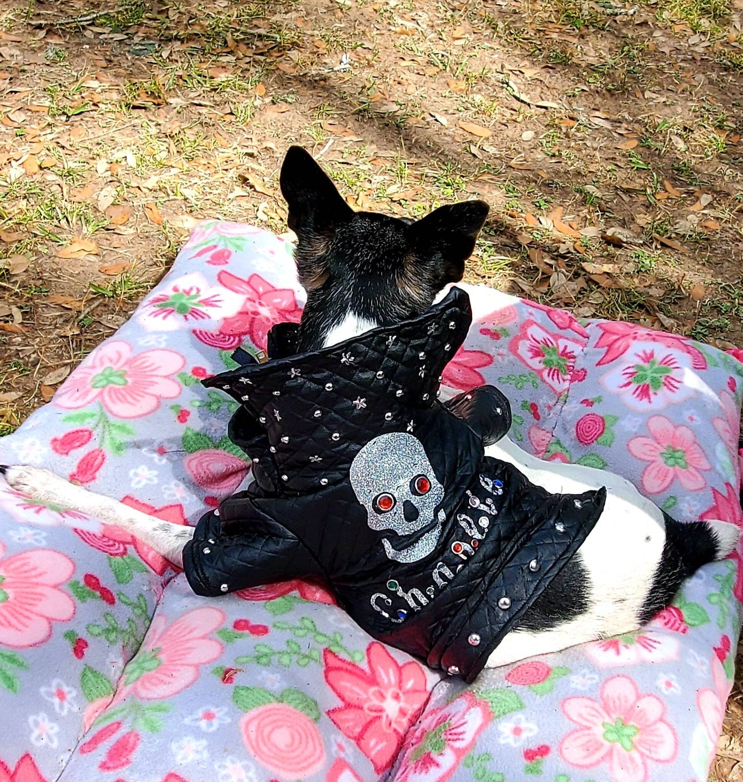 Pet leather jacket, pet personalized jacket, black pleather dog jacket, motorcycle pet jacket, bad to the bone pet jacket, jackets for dogs