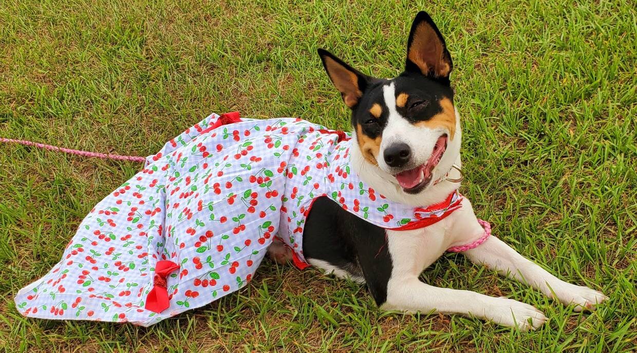 Cherry Pet Dress, Cherry dog dress, cherry cat dress, gingham print pet dress, lingerie pet dress with bows, dresses for pets, summer pet