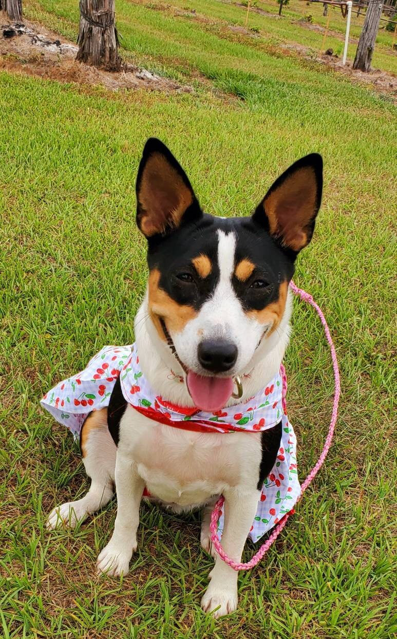 Cherry Pet Dress, Cherry dog dress, cherry cat dress, gingham print pet dress, lingerie pet dress with bows, dresses for pets, summer pet