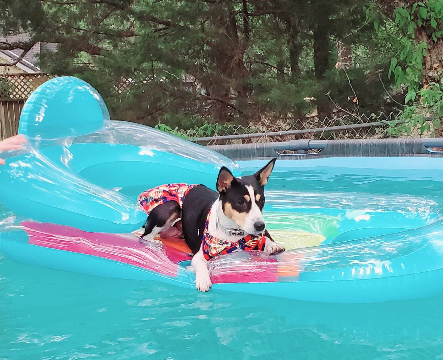 Pet Bathing Suit, pet two piece bathing suit skirt, dog bathing suit with skirt, pet bikini, cat bikini, dog bikini, swimwear for dogs