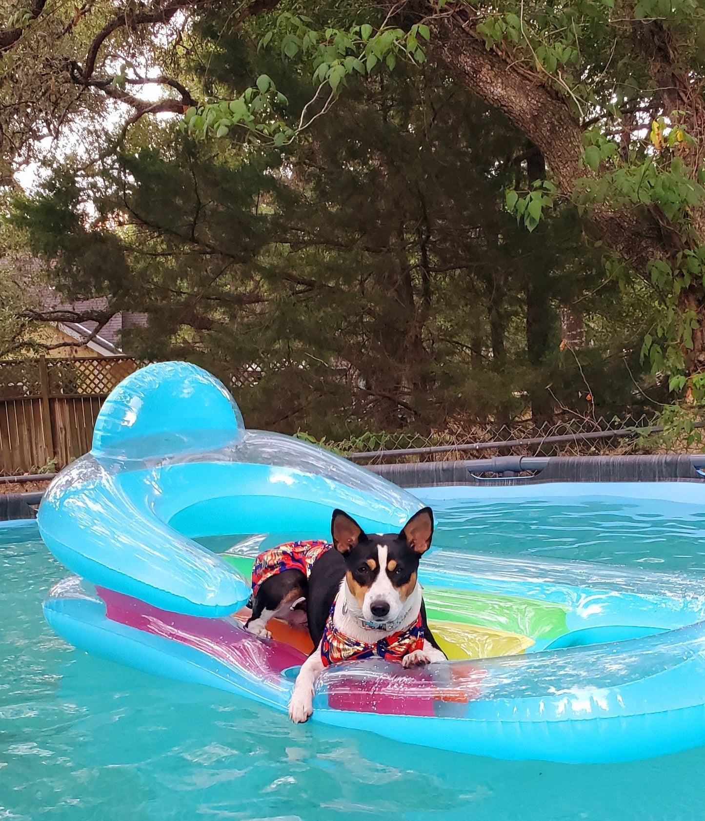 Pet Bathing Suit, pet two piece bathing suit skirt, dog bathing suit with skirt, pet bikini, cat bikini, dog bikini, swimwear for dogs