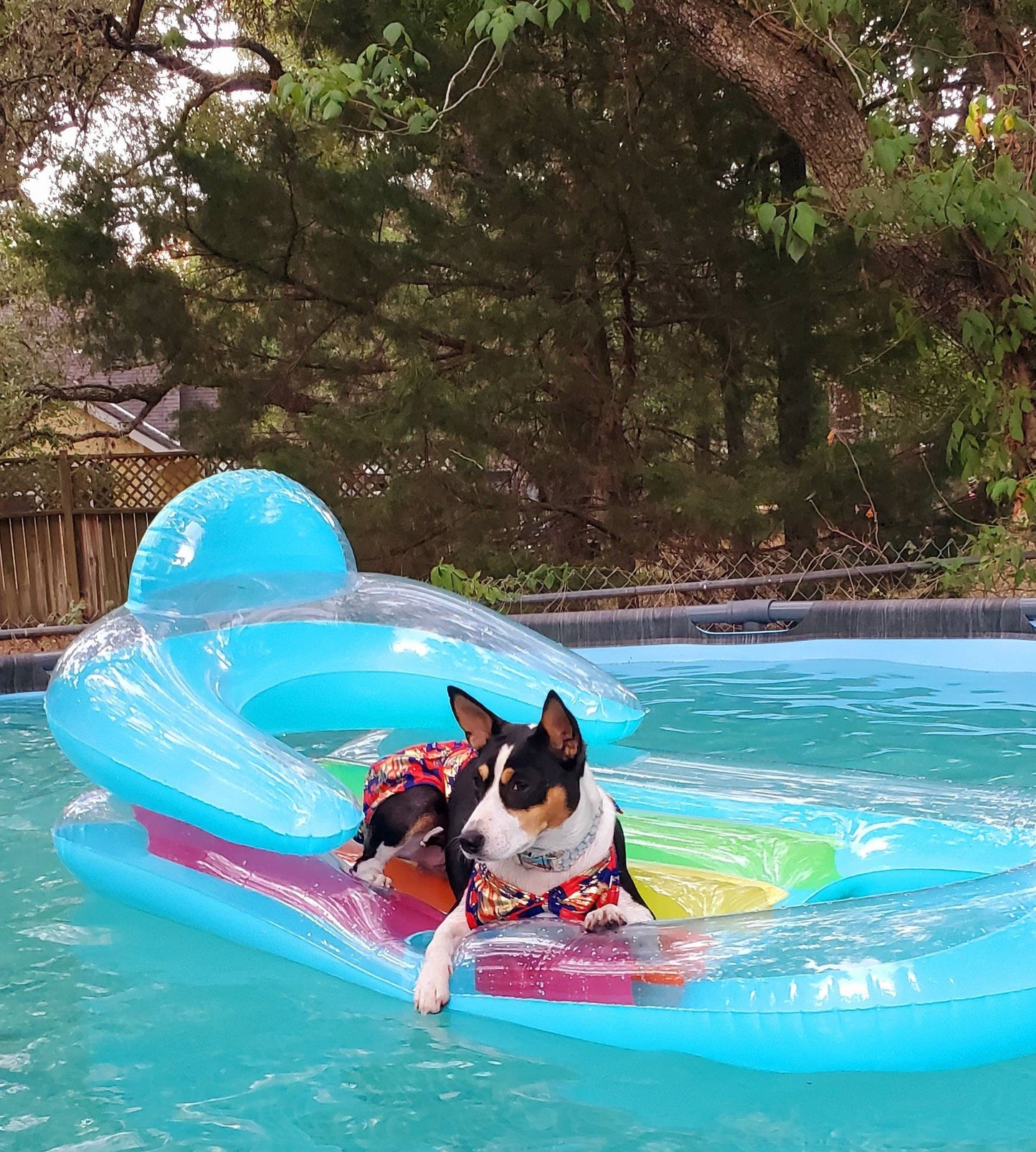 Pet Bathing Suit, pet two piece bathing suit skirt, dog bathing suit with skirt, pet bikini, cat bikini, dog bikini, swimwear for dogs