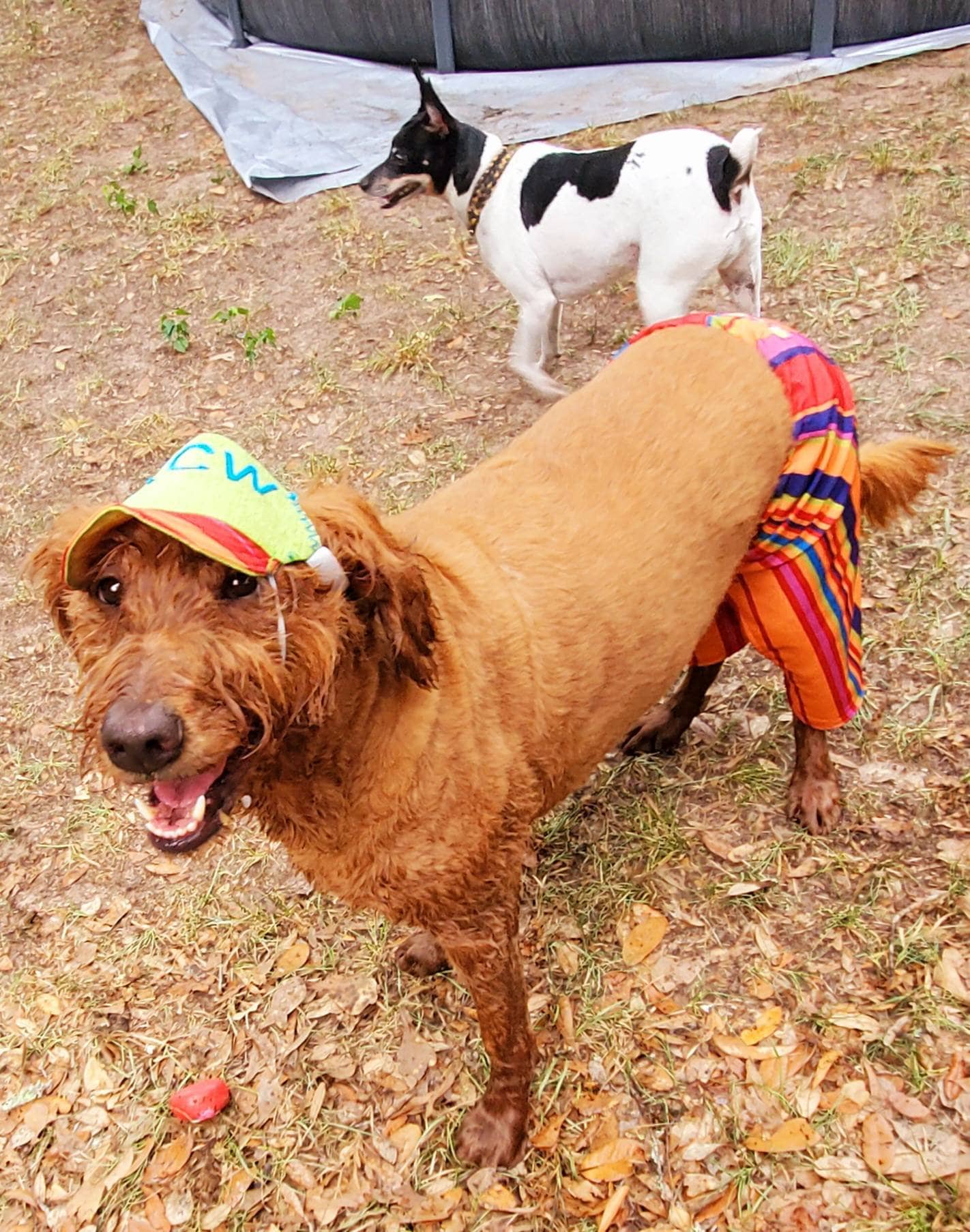 Pet swimming trunks, pet swimming shorts, dog swimming shorts, cat swimming shirts, personalize pet hat combo, pet hats, dog hats, cat hats