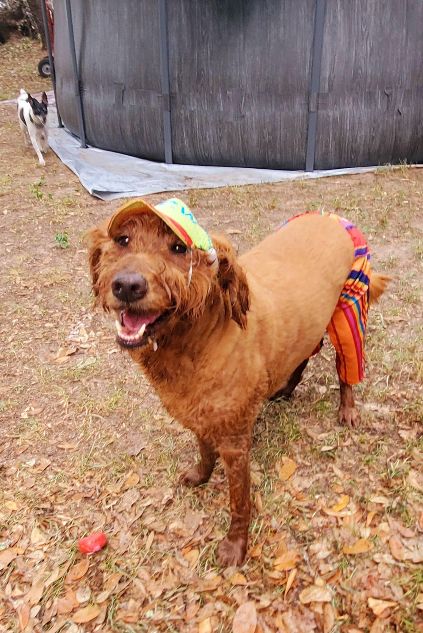 Pet swimming trunks, pet swimming shorts, dog swimming shorts, cat swimming shirts, personalize pet hat combo, pet hats, dog hats, cat hats