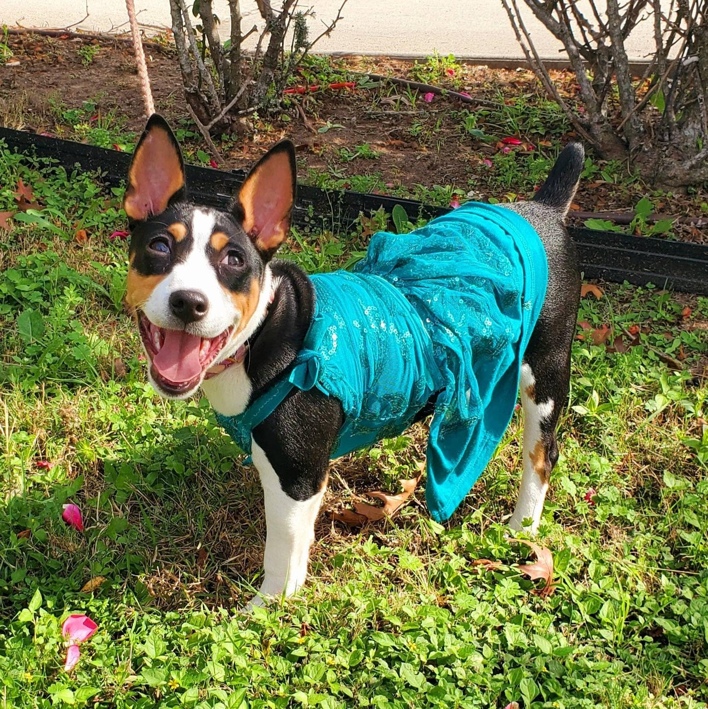 Lace pet dress, lace dog dress, lace cat dress, lace sundress for pets, pet sundress, dog dresses, pet dresses, lace pet clothes