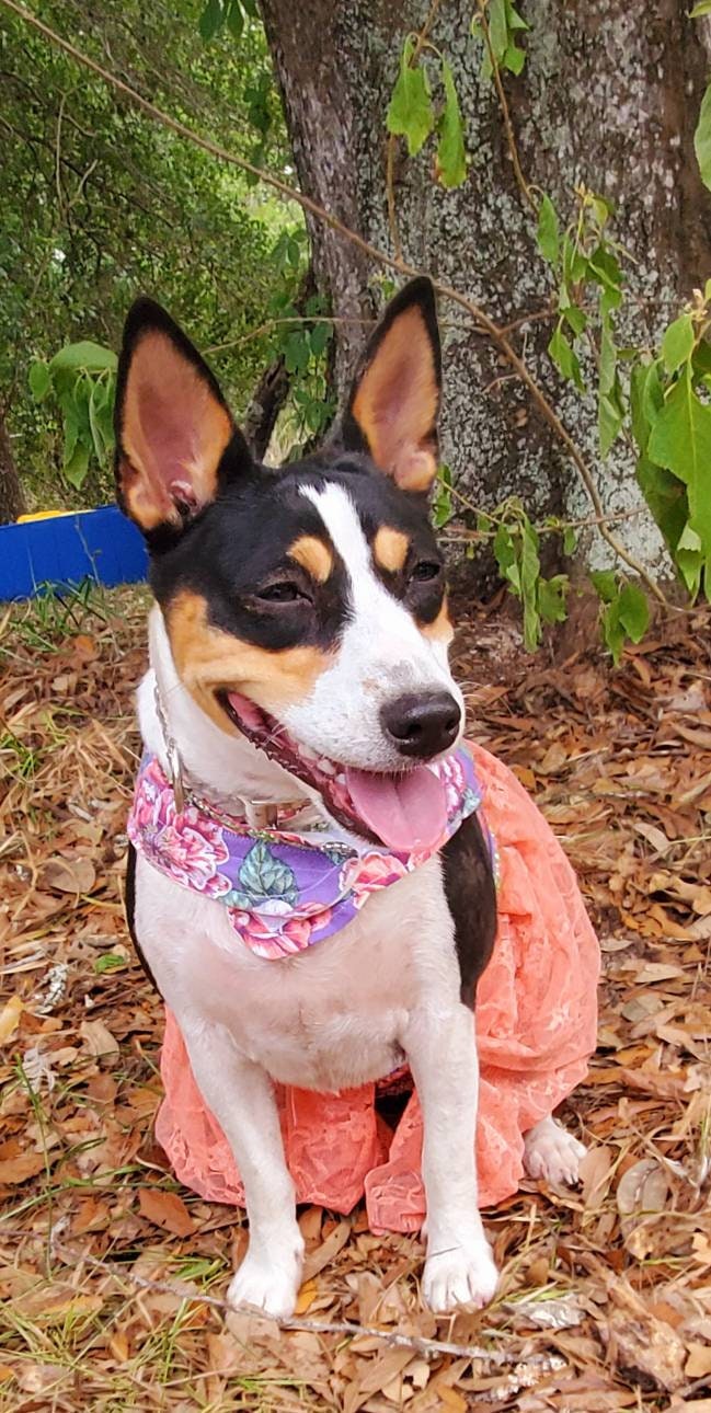 Flower lace pet dress, flower lace dog dress, flower Pet dress, dog dress, pet dress, pet sundress, lavender pet dress
