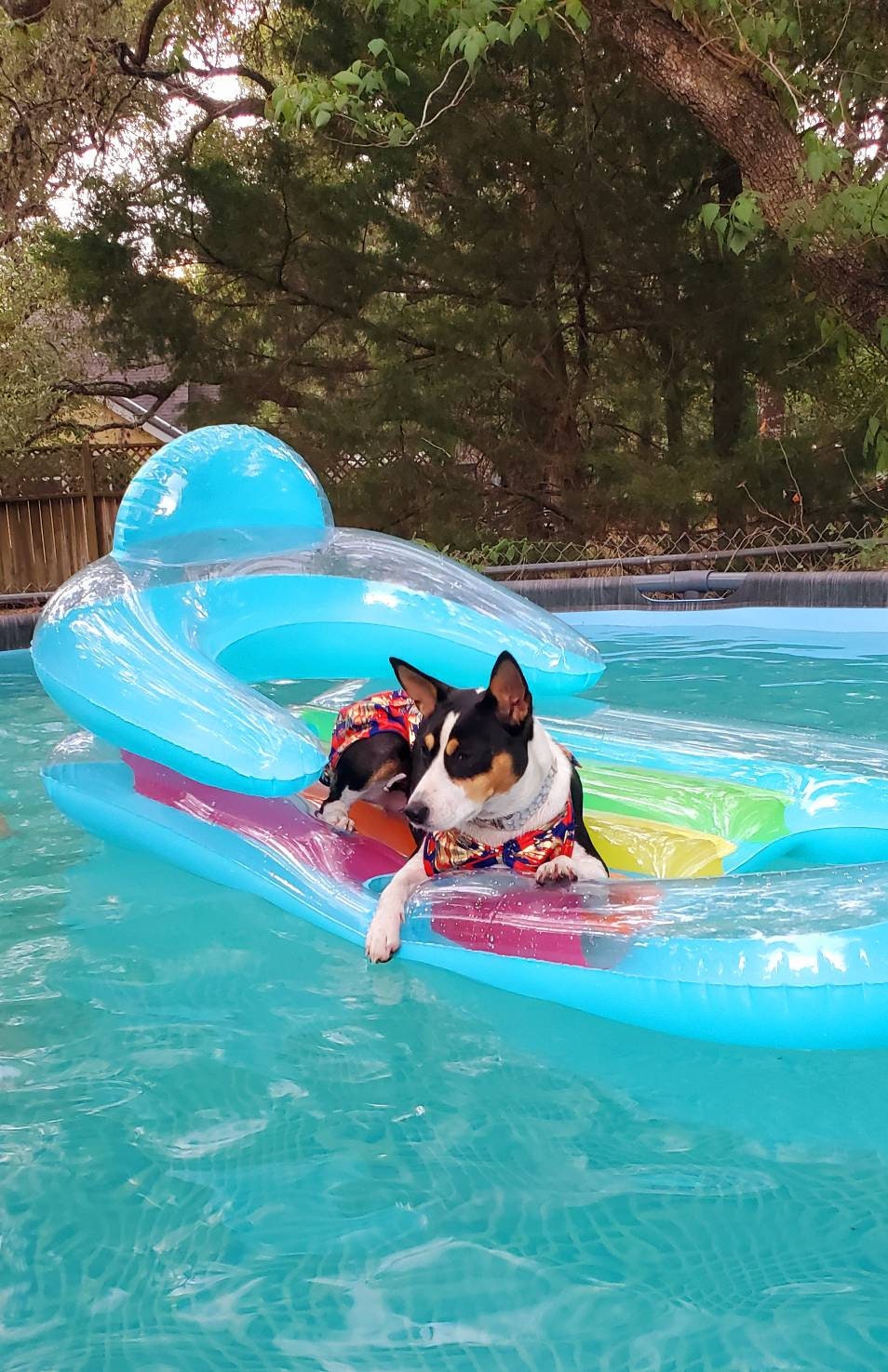 Pet Bathing Suit, pet two piece bathing suit skirt, dog bathing suit with skirt, pet bikini, cat bikini, dog bikini, swimwear for dogs