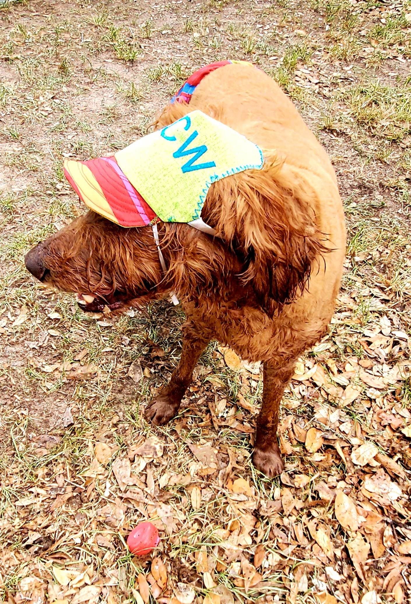 Pet swimming trunks, pet swimming shorts, dog swimming shorts, cat swimming shirts, personalize pet hat combo, pet hats, dog hats, cat hats