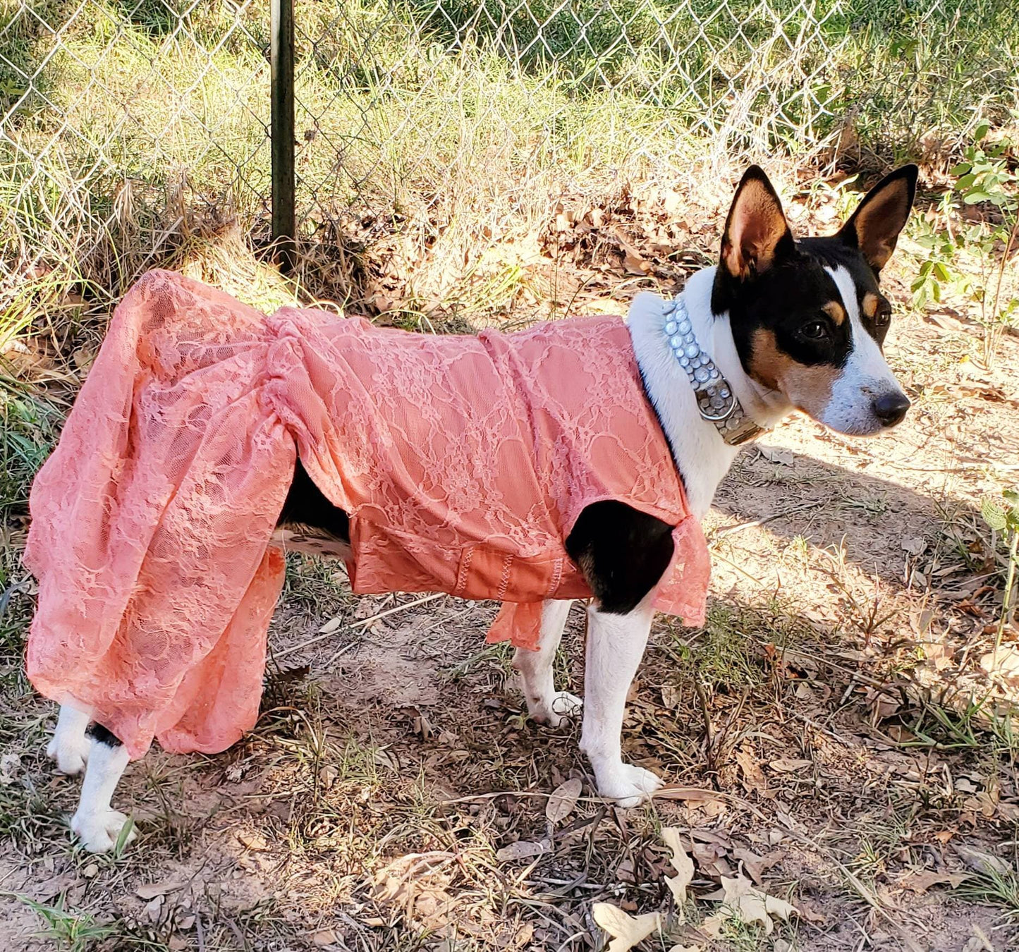 Lace pet dress, lace dog dress, lace cat dress, lace sundress for pets, pet sundress, dog dresses, pet dresses, lace pet clothes