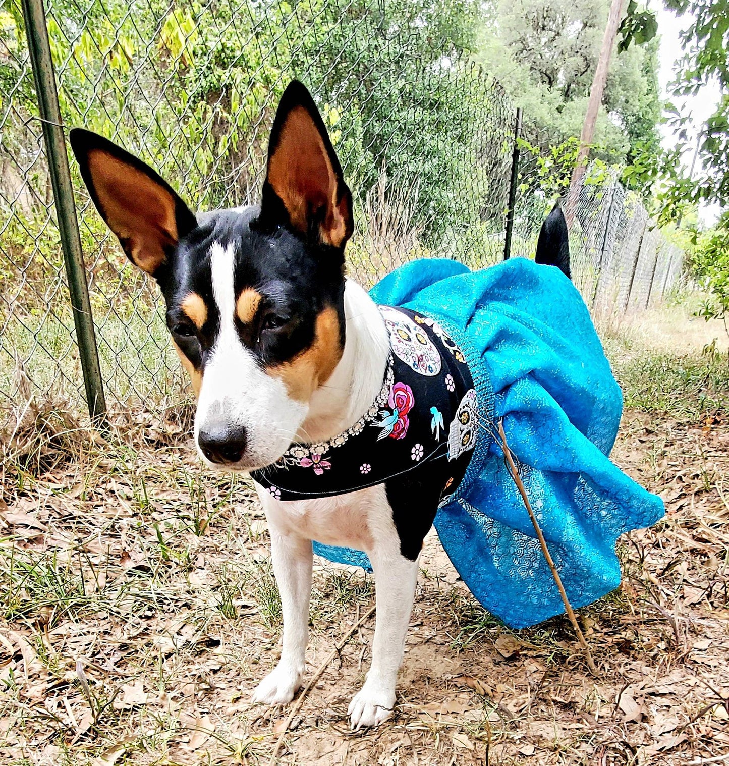 Day of the dead pet dress, day of the dead dog dress, day of the dead cat dress, day of the dead pet costume, pet dresses, dog dresses