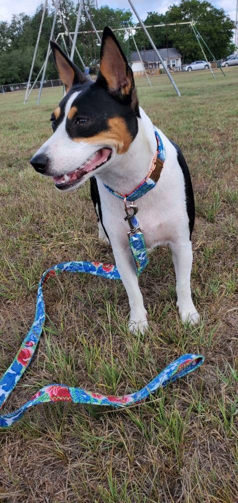 Pet leash and collar set, dog leash and collar set, flower leash and collar combo, pet collars and leashes, dog collars and leashes
