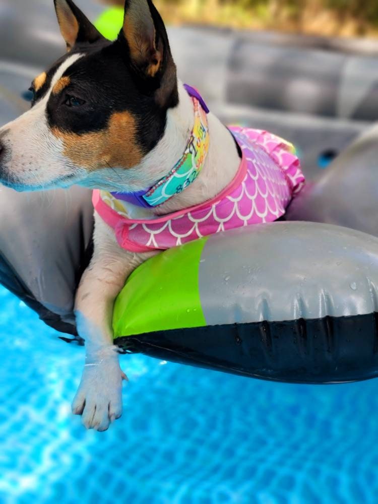 Mermaid Pet dress, Mermaid dog dress, personalized pet dress, personalized dog dress, personalized pet dresses, Mermaid print dress for pets