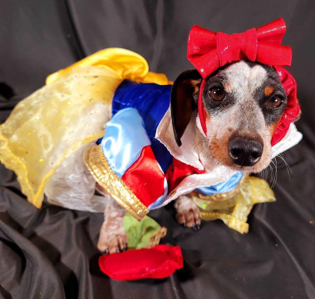 - Snow White Pet Costume, Snow White Dog Costume, Snow White Cat Costume, Disney Pet Costume, pet dress Costume, Halloween Pet costume girls