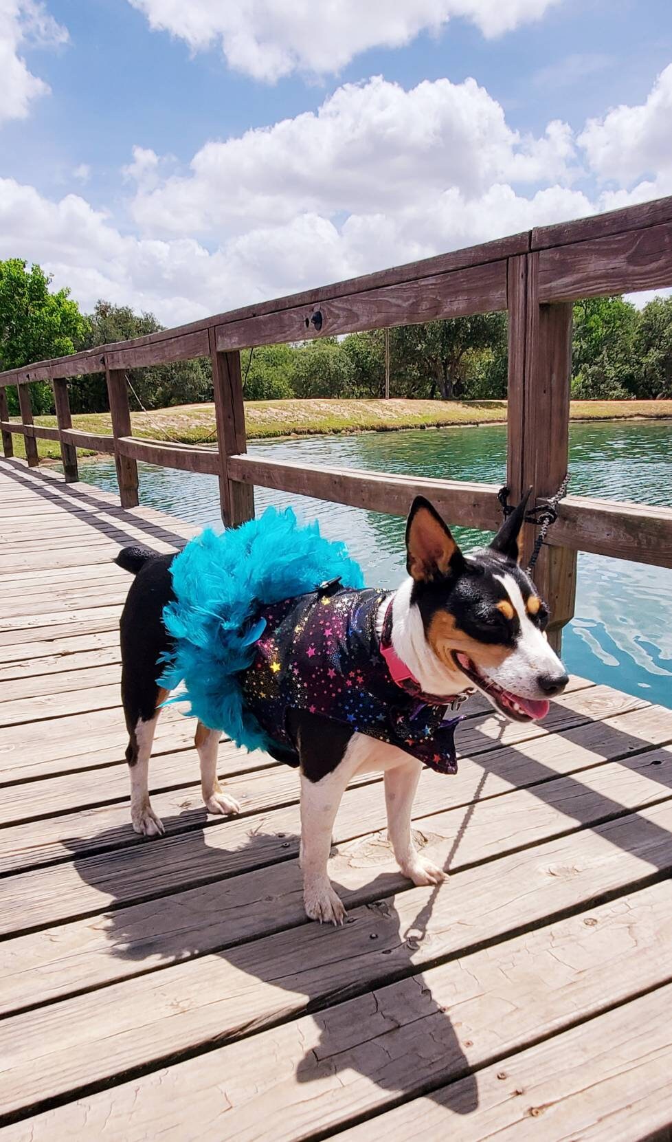 Pet feather harness, Pet harness dress, star pet harness, dog feather harness, cat feather harness, star dog harness, star pet dress