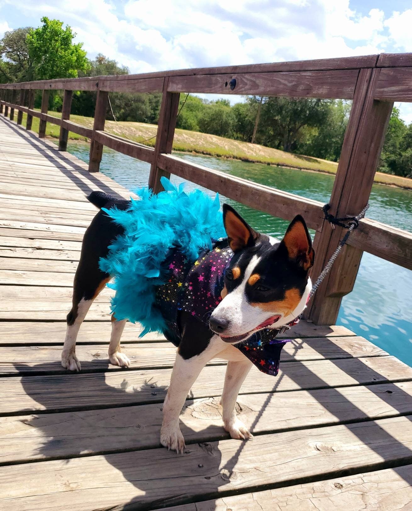 Pet feather harness, Pet harness dress, star pet harness, dog feather harness, cat feather harness, star dog harness, star pet dress