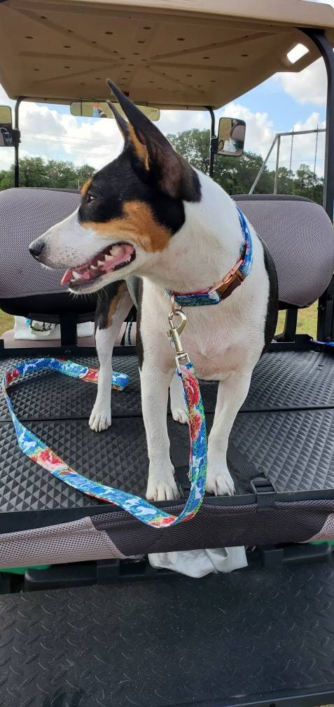 Pet leash and collar set, dog leash and collar set, flower leash and collar combo, pet collars and leashes, dog collars and leashes