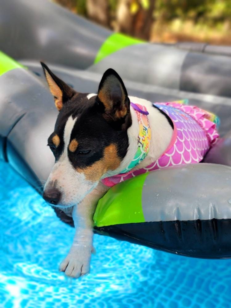 Mermaid Pet dress, Mermaid dog dress, personalized pet dress, personalized dog dress, personalized pet dresses, Mermaid print dress for pets
